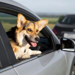 Secrets of the Large Dog Car Seat Zoophiles must know about it