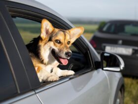 Secrets of the Large Dog Car Seat Zoophiles must know about it